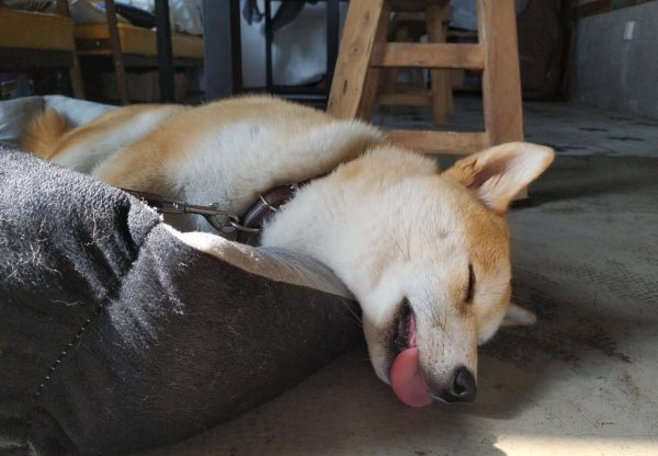 跳蚤最怕什么味道擦在身上