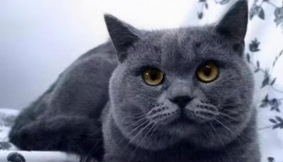 俄罗斯蓝猫和英短蓝猫的区别 俄罗斯和英短蓝猫哪个贵