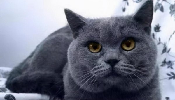 俄罗斯蓝猫和英短蓝猫的区别