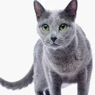 俄罗斯蓝猫和英短蓝猫的区别