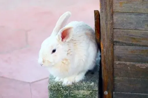 养殖什么风险小利润大