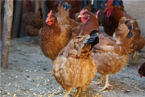 养殖什么风险小利润大