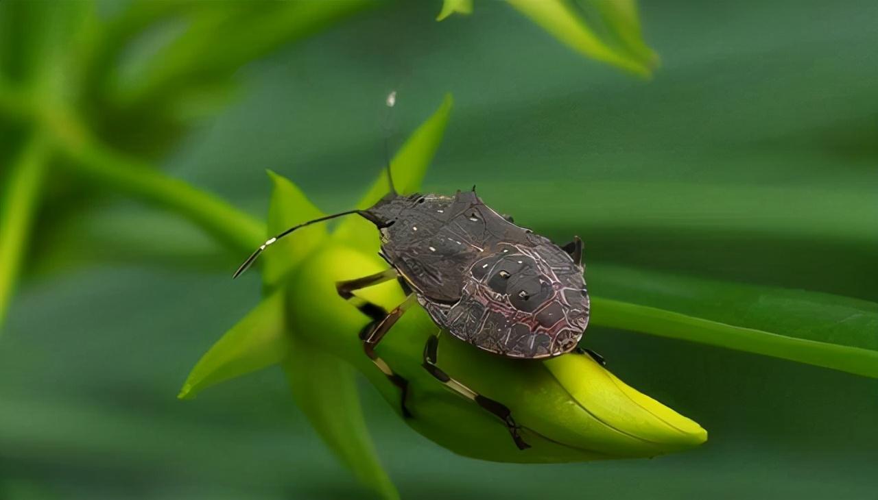 臭屁虫怕什么怎么才能消灭它