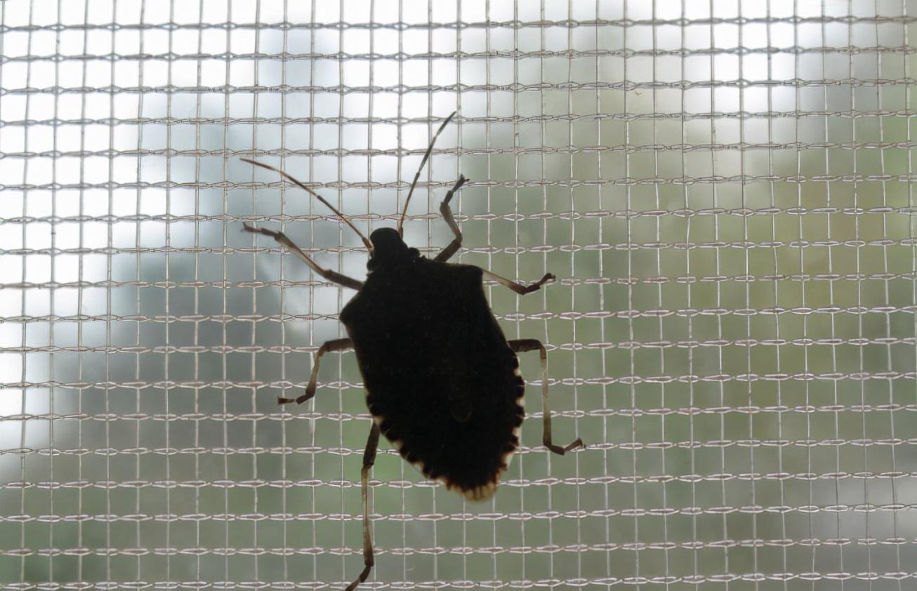 臭屁虫怕什么怎么才能消灭它