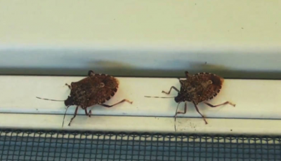 臭屁虫怕什么怎么才能消灭它 家中出现臭屁虫怎么除掉