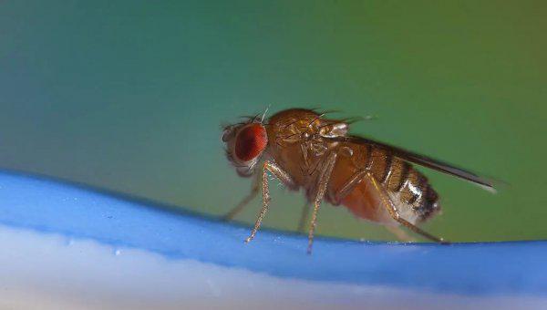 如何消灭果蝇小飞虫