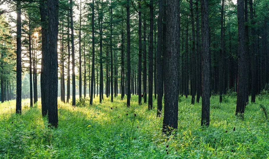森林火灾等级划分标准依据