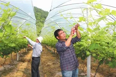 葡萄开花前打什么药保花保果