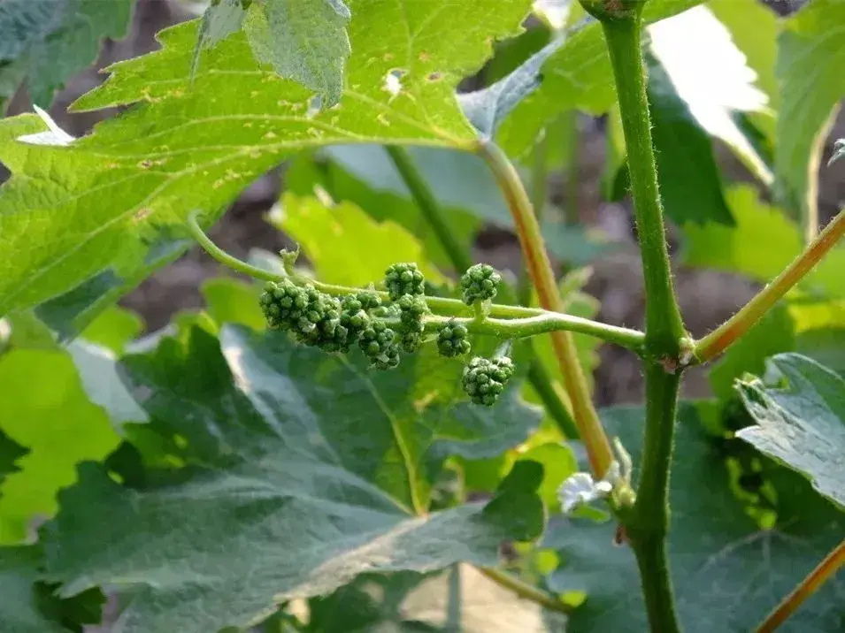 葡萄开花前打什么药保花保果
