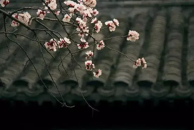 我从此不敢看观音出处哪段