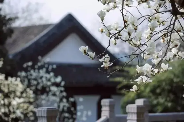 我从此不敢看观音出处哪段