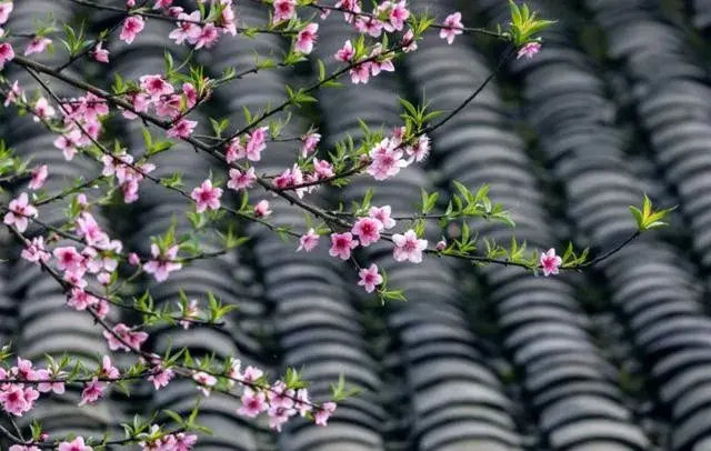 我从此不敢看观音出处哪段