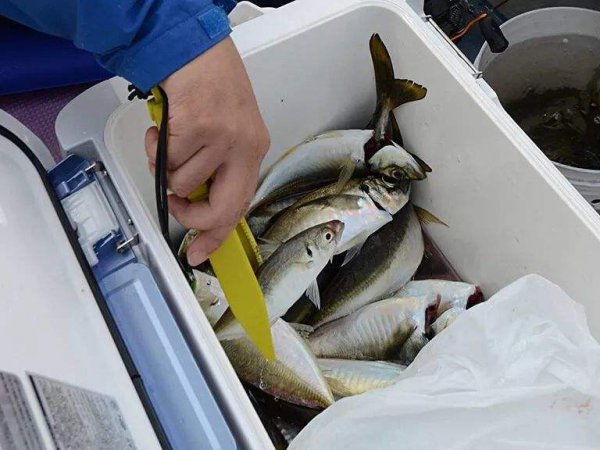 钓箱和钓椅哪个更实用