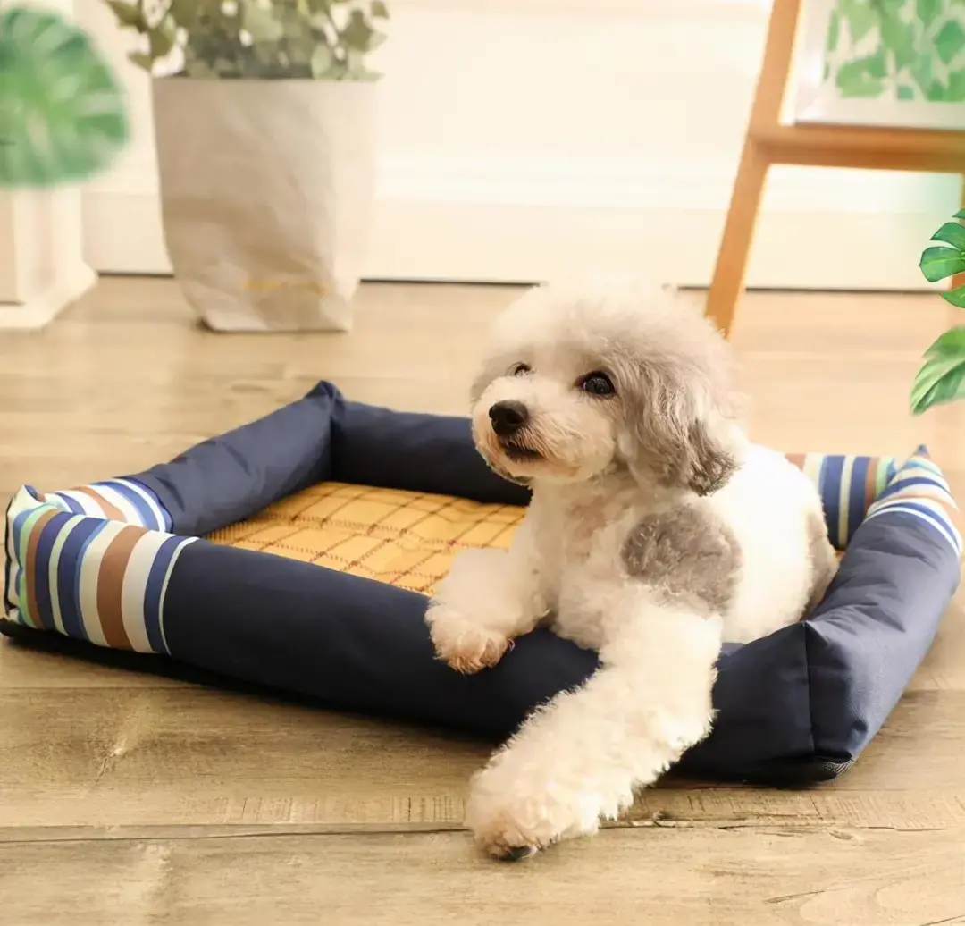 狗狗生产前5小时征兆