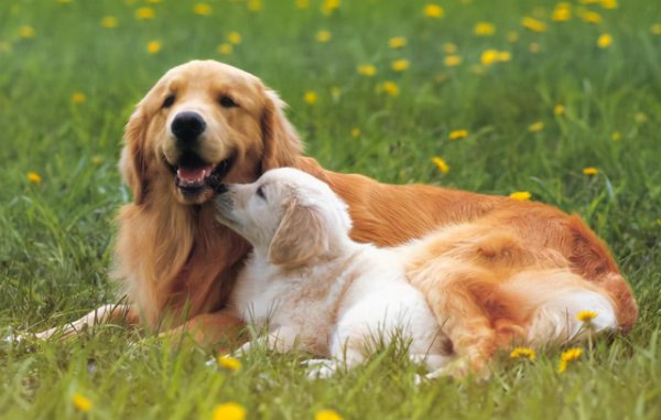 狗狗生产前5小时征兆