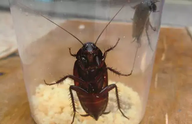 德国小蟑螂怎么消灭最彻底