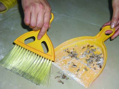 德国小蟑螂怎么消灭最彻底