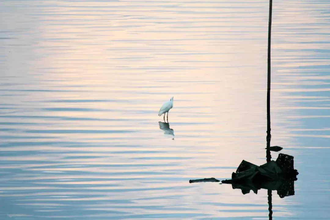 优美现代诗有哪些