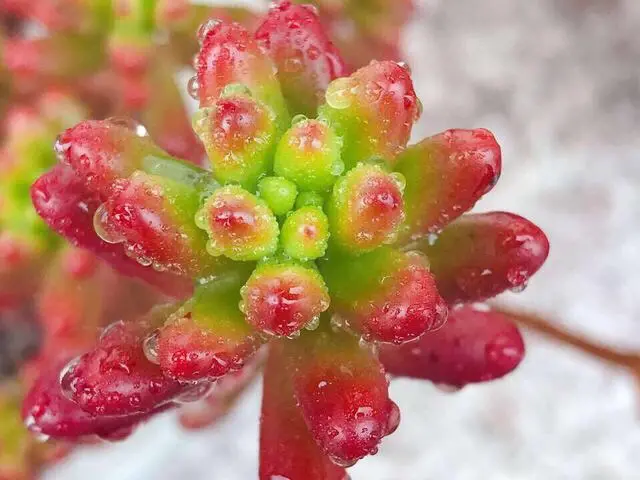 多肉植物浇水还是喷雾