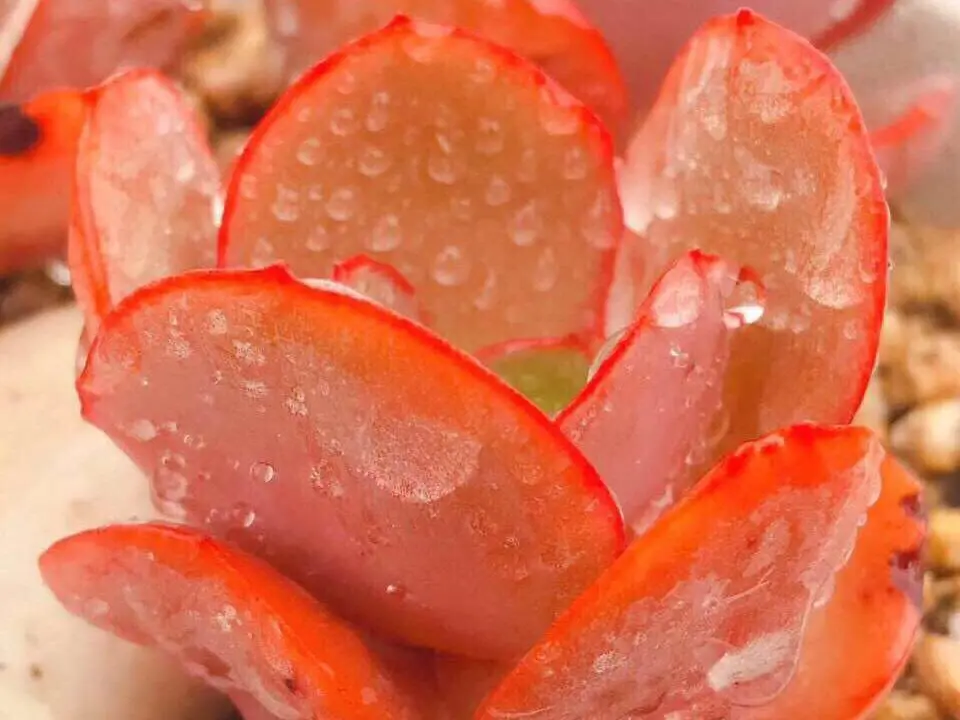 多肉植物浇水还是喷雾