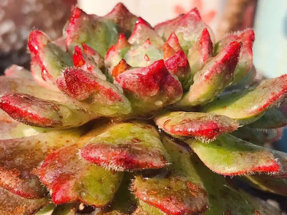 多肉植物浇水还是喷雾