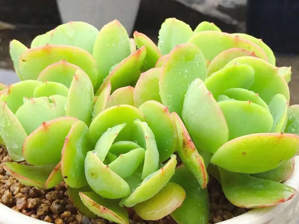 多肉植物浇水还是喷雾