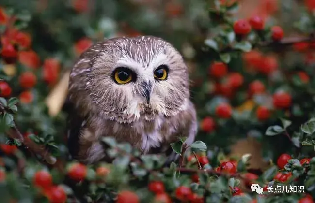 猫头鹰吃什么东西作为食物