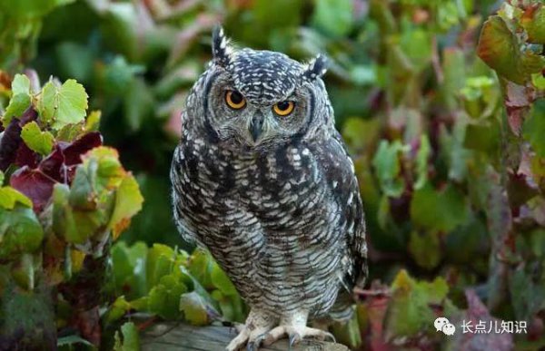 猫头鹰吃什么东西作为食物