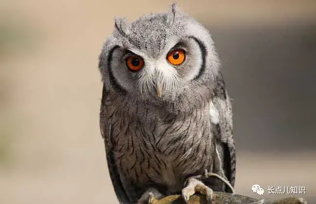 猫头鹰吃什么东西作为食物