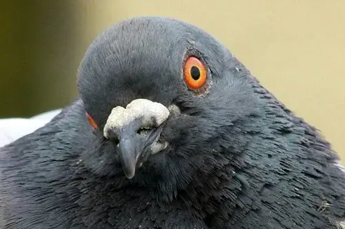 世界动物智商前十名