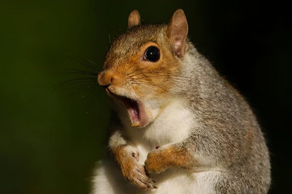 世界动物智商前十名