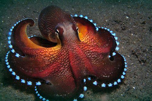 世界动物智商前十名