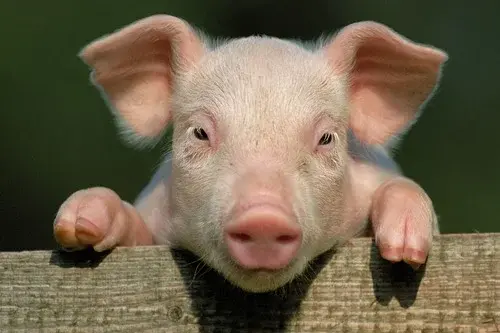 世界动物智商前十名