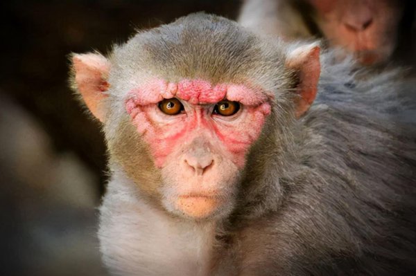 世界动物智商前十名