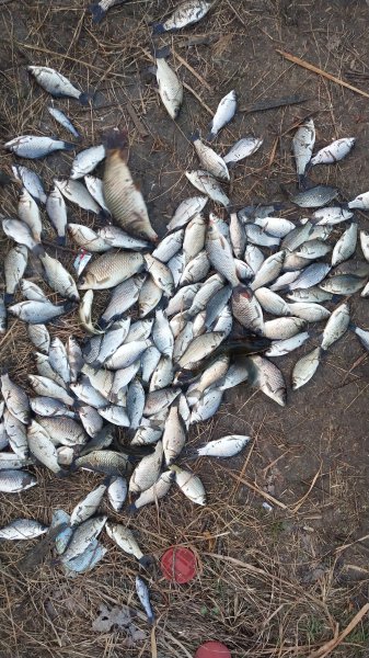 春天钓鲫鱼钓深还是浅