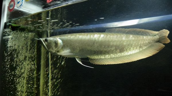 鱼鳍断了会长出来吗