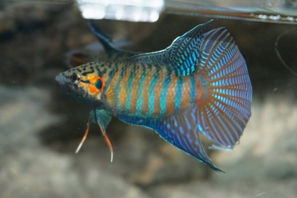 鱼鳍断了会长出来吗