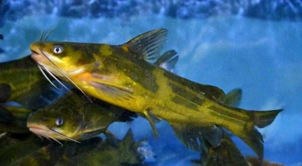 鱼鳍断了会长出来吗