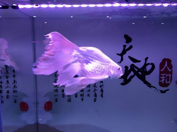 鱼鳍断了会长出来吗