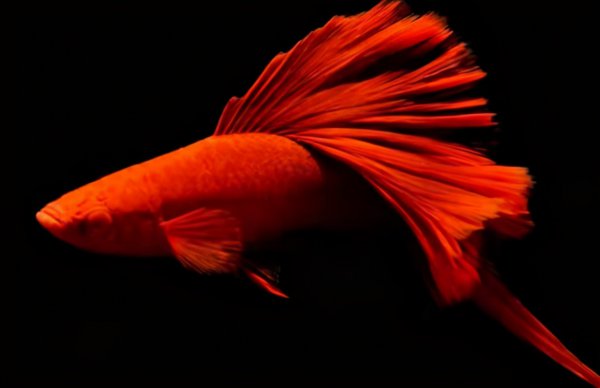 鱼鳍断了会长出来吗