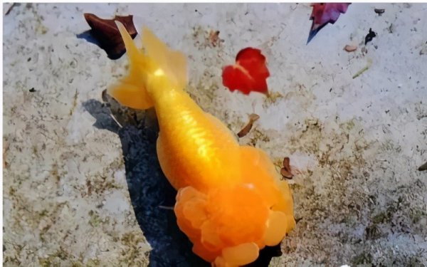 鱼鳍断了会长出来吗