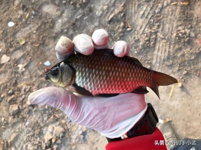 打窝后为什么不能直接钓鱼 打窝后什么时候钓最好