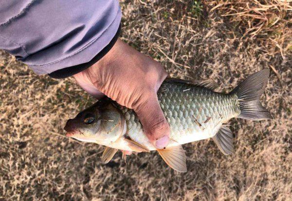 打窝后为什么不能直接钓鱼