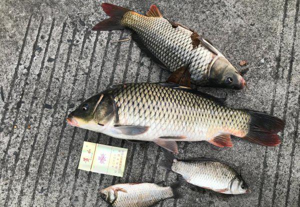 打窝后为什么不能直接钓鱼