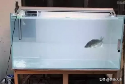 鱼缸水浑浊原因和解决方案 鱼缸水浑浊的成因及控制方法