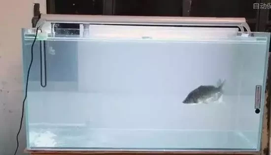 鱼缸水浑浊原因和解决方案