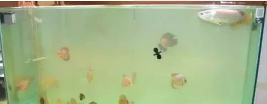 鱼缸水浑浊原因和解决方案