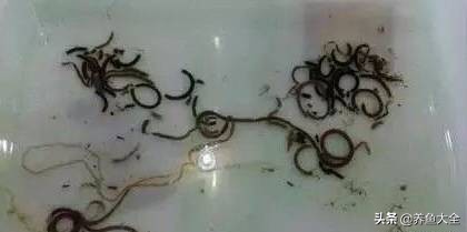 鱼缸水浑浊原因和解决方案