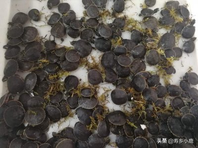 为什么说圆澳龟最难养的龟 圆澳龟饲养难度真的很大吗