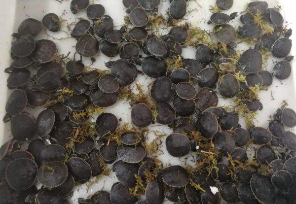 为什么说圆澳龟最难养的龟